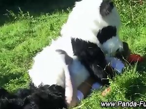 Strange panda plush play in open field
